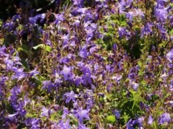 Hängepolster-Glockenblume 'Stella' 21 Hängepolster-Glockenblume 'Stella' -Günstiges Erd Seele Geschäft haengepolster glockenblume stella m001593 w 6