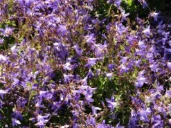 Hängepolster-Glockenblume 'Stella' 15 Hängepolster-Glockenblume 'Stella' -Günstiges Erd Seele Geschäft haengepolster glockenblume stella m001593 w 7