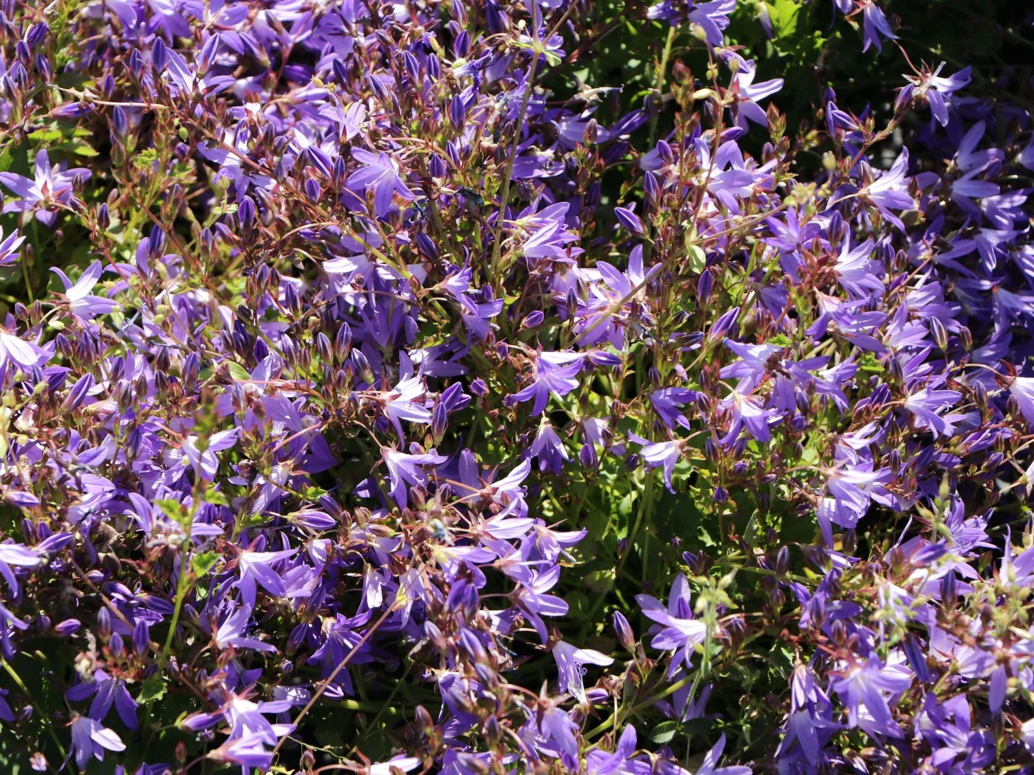 Hängepolster-Glockenblume 'Stella' 4 Hängepolster-Glockenblume 'Stella' – Bild 2