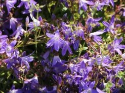 Hängepolster-Glockenblume 'Stella' 18 Hängepolster-Glockenblume 'Stella' -Günstiges Erd Seele Geschäft haengepolster glockenblume stella m001593 w 8