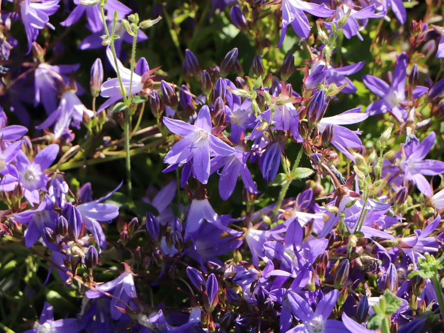 Hängepolster-Glockenblume 'Stella' 7 Hängepolster-Glockenblume 'Stella' – Bild 5