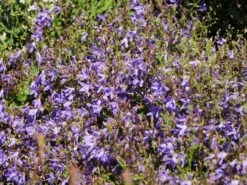 Hängepolster-Glockenblume 'Stella' 24 Hängepolster-Glockenblume 'Stella' -Günstiges Erd Seele Geschäft haengepolster glockenblume stella m001593 w 9