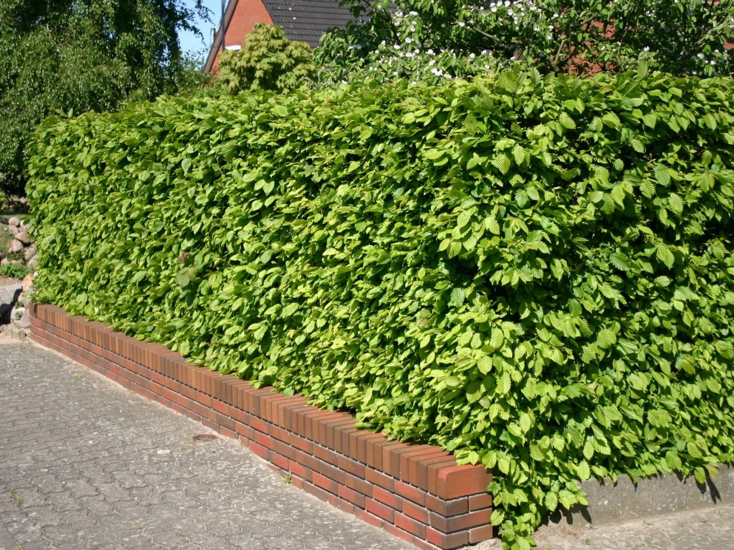 Hainbuche / Weißbuche 3 Hainbuche / Weißbuche