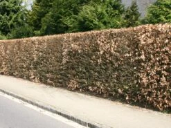 Hainbuche / Weißbuche 32 Hainbuche / Weißbuche -Günstiges Erd Seele Geschäft hainbuche weissbuche carpinus betulus m002616 w 1