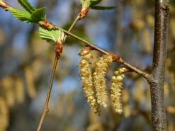 Hainbuche / Weißbuche 33 Hainbuche / Weißbuche -Günstiges Erd Seele Geschäft hainbuche weissbuche carpinus betulus m002616 w 2