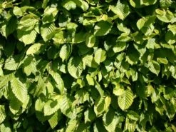 Hainbuche / Weißbuche 34 Hainbuche / Weißbuche -Günstiges Erd Seele Geschäft hainbuche weissbuche carpinus betulus m002616 w 3