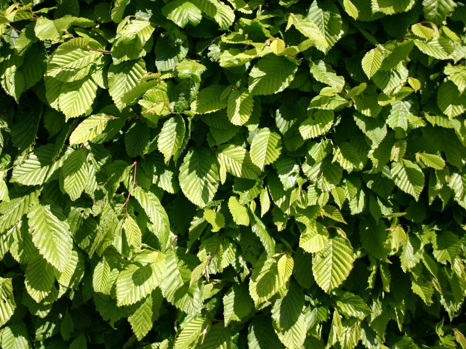 Hainbuche / Weißbuche 15 Hainbuche / Weißbuche – Bild 13