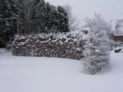 Hainbuche / Weißbuche 28 Hainbuche / Weißbuche -Günstiges Erd Seele Geschäft hainbuche weissbuche carpinus betulus m002616 w 4