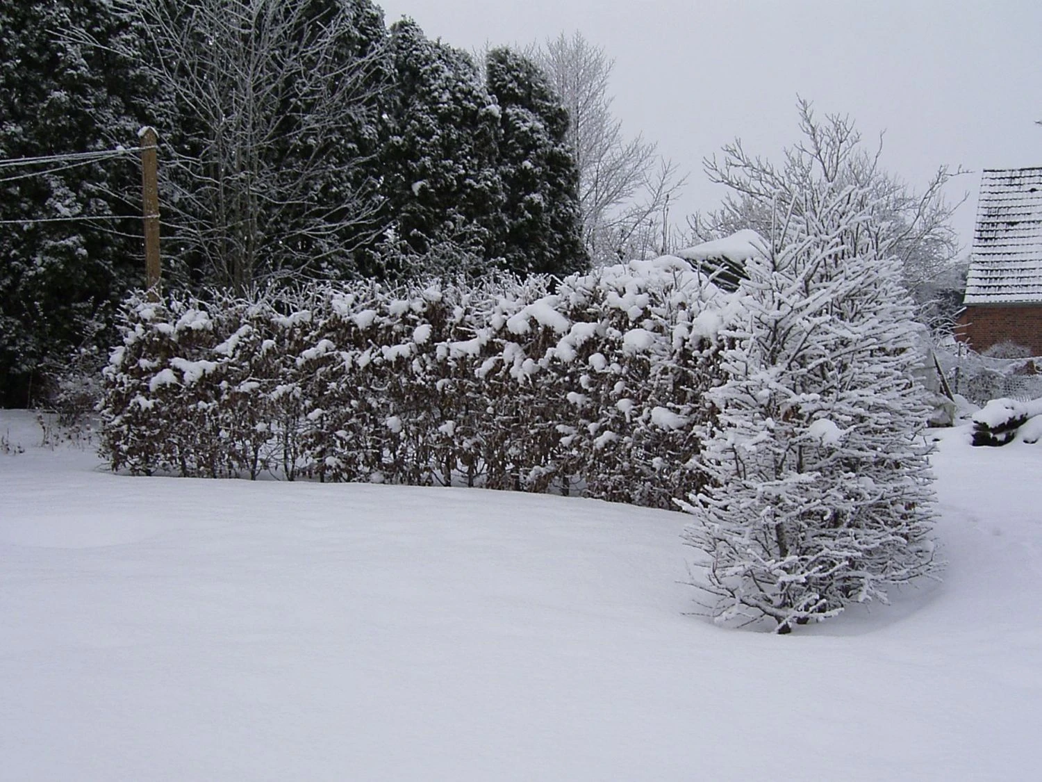 Hainbuche / Weißbuche 9 Hainbuche / Weißbuche – Bild 7