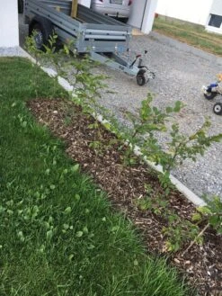 Hainbuche / Weißbuche 41 Hainbuche / Weißbuche -Günstiges Erd Seele Geschäft hainbuche weissbuche m002616 401538 1