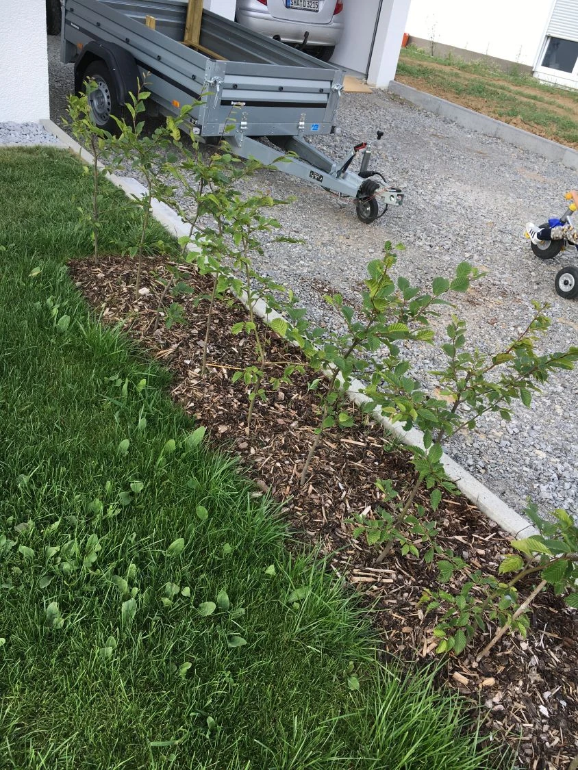 Hainbuche / Weißbuche 22 Hainbuche / Weißbuche – Bild 20