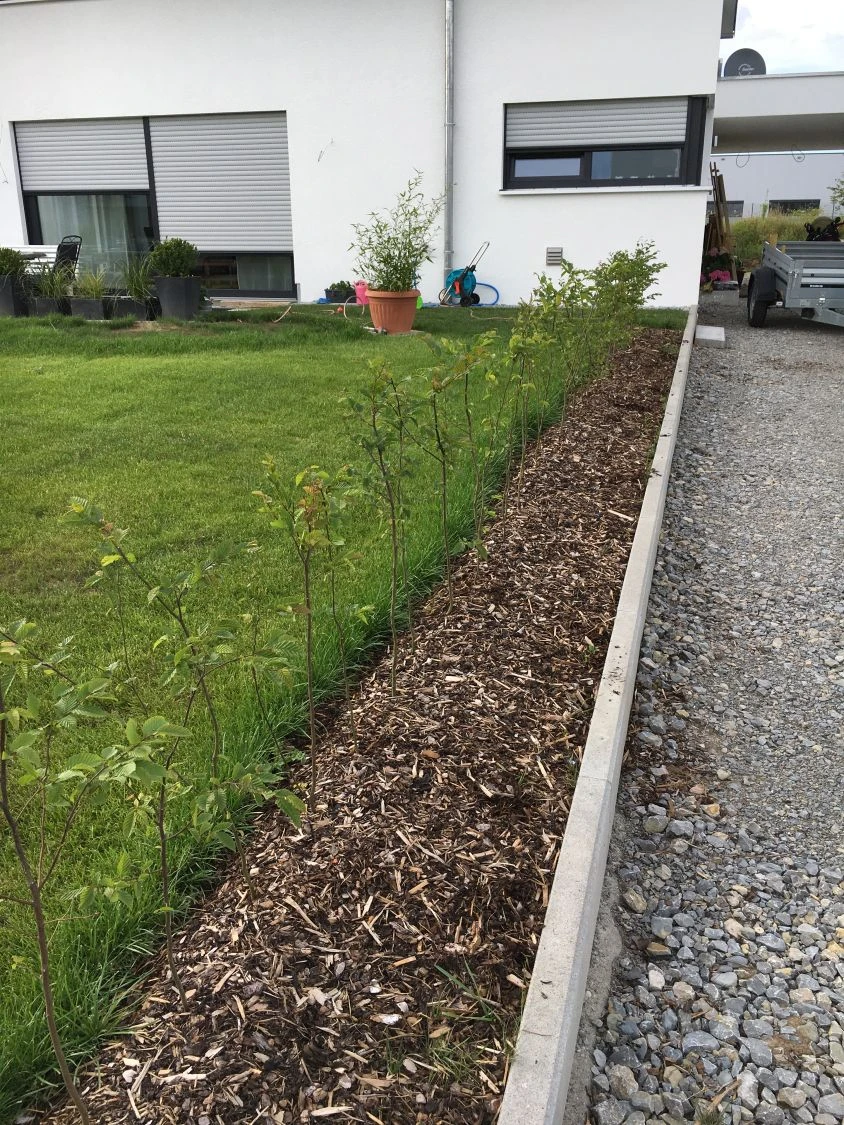 Hainbuche / Weißbuche 21 Hainbuche / Weißbuche – Bild 19