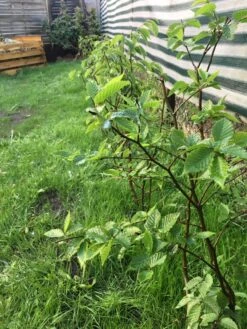 Hainbuche / Weißbuche 39 Hainbuche / Weißbuche -Günstiges Erd Seele Geschäft hainbuche weissbuche m002616 871159 0