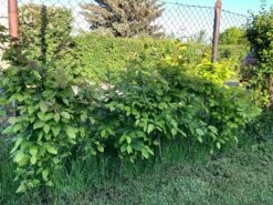 Hainbuche / Weißbuche 38 Hainbuche / Weißbuche -Günstiges Erd Seele Geschäft hainbuche weissbuche m002616 871159 1