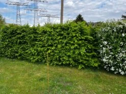 Hainbuche / Weißbuche 36 Hainbuche / Weißbuche -Günstiges Erd Seele Geschäft hainbuche weissbuche m002616 871159 2