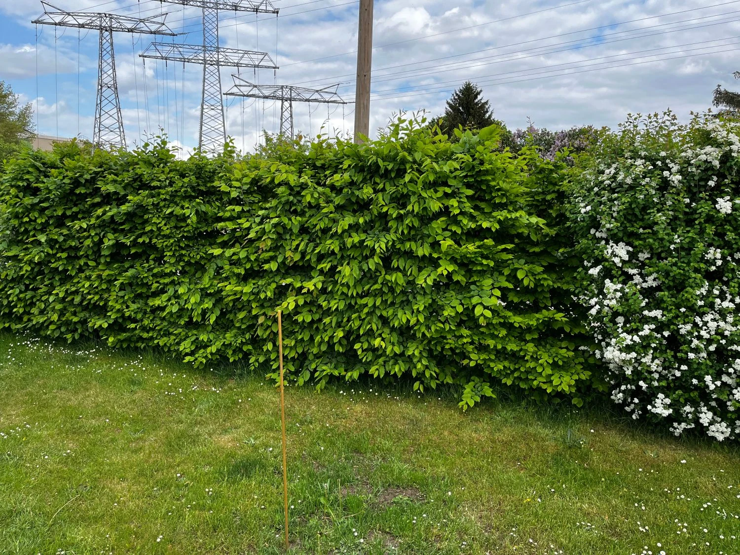 Hainbuche / Weißbuche 17 Hainbuche / Weißbuche – Bild 15