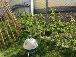 Hainbuche / Weißbuche 37 Hainbuche / Weißbuche -Günstiges Erd Seele Geschäft hainbuche weissbuche m002616 881347 0