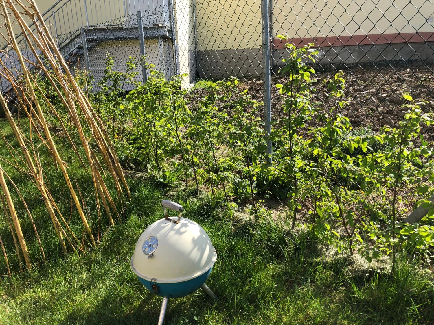 Hainbuche / Weißbuche 18 Hainbuche / Weißbuche – Bild 16