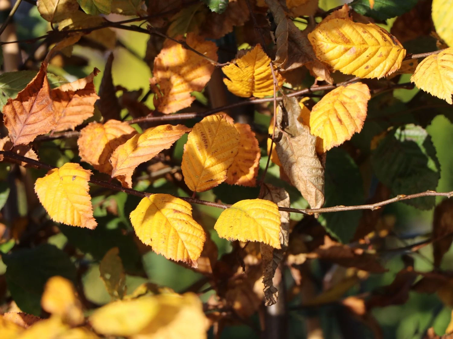 Hainbuche / Weißbuche 16 Hainbuche / Weißbuche – Bild 14