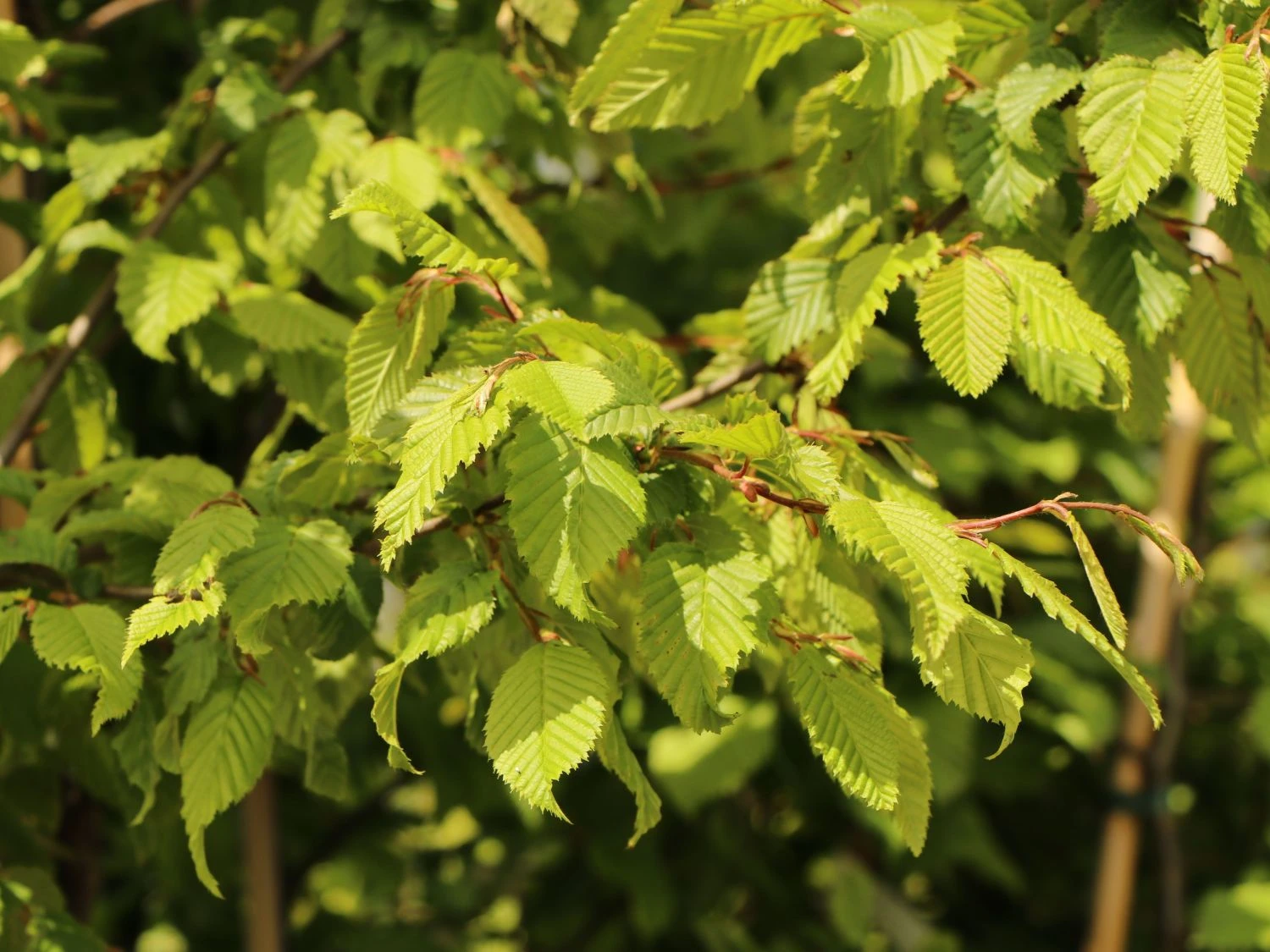 Hainbuche / Weißbuche 7 Hainbuche / Weißbuche – Bild 5