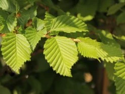 Hainbuche / Weißbuche 27 Hainbuche / Weißbuche -Günstiges Erd Seele Geschäft hainbuche weissbuche m002616 w 2