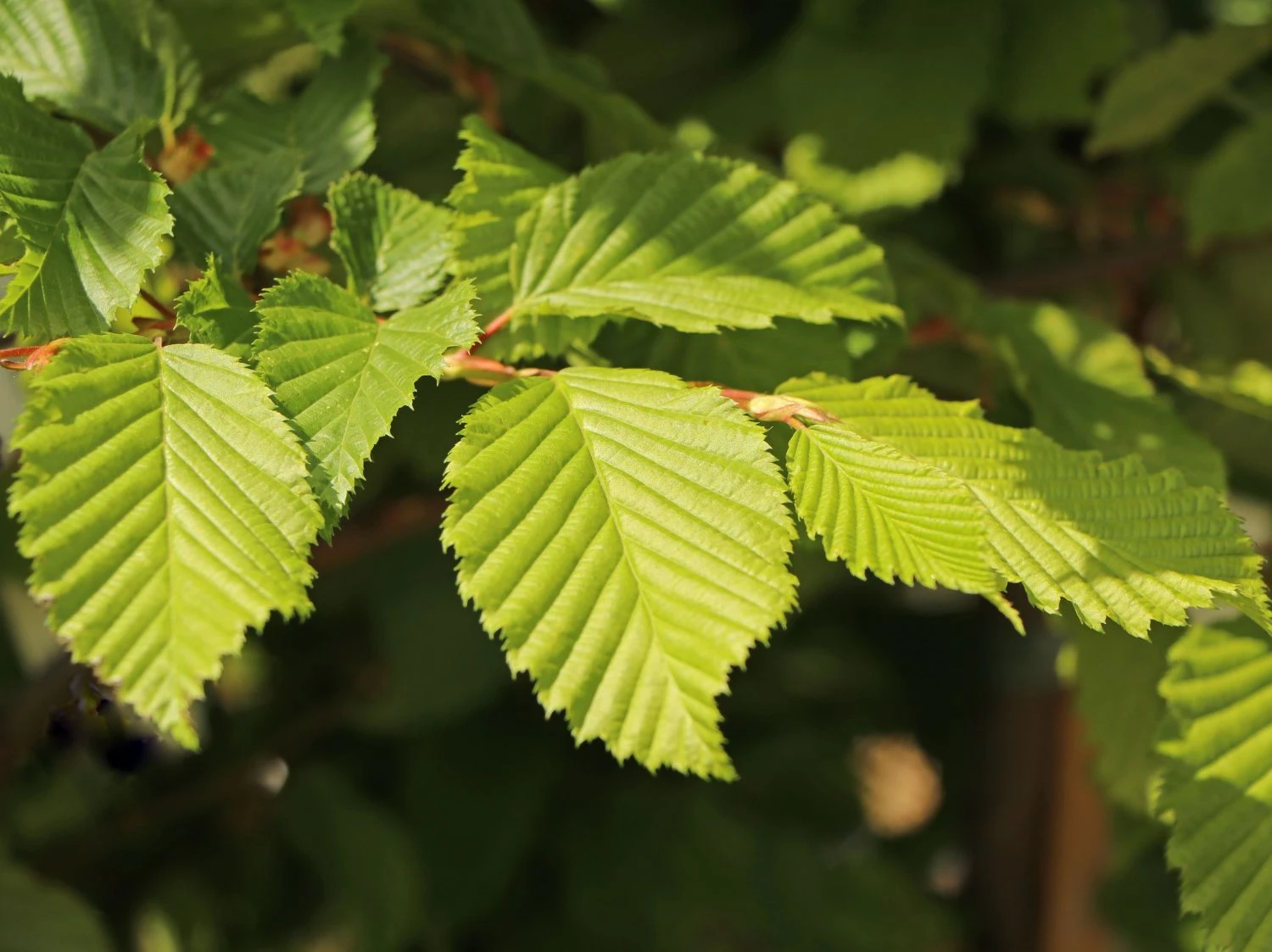 Hainbuche / Weißbuche 8 Hainbuche / Weißbuche – Bild 6