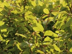 Hainbuche / Weißbuche 30 Hainbuche / Weißbuche -Günstiges Erd Seele Geschäft hainbuche weissbuche m002616 w 3