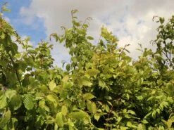 Hainbuche / Weißbuche 29 Hainbuche / Weißbuche -Günstiges Erd Seele Geschäft hainbuche weissbuche m002616 w 4