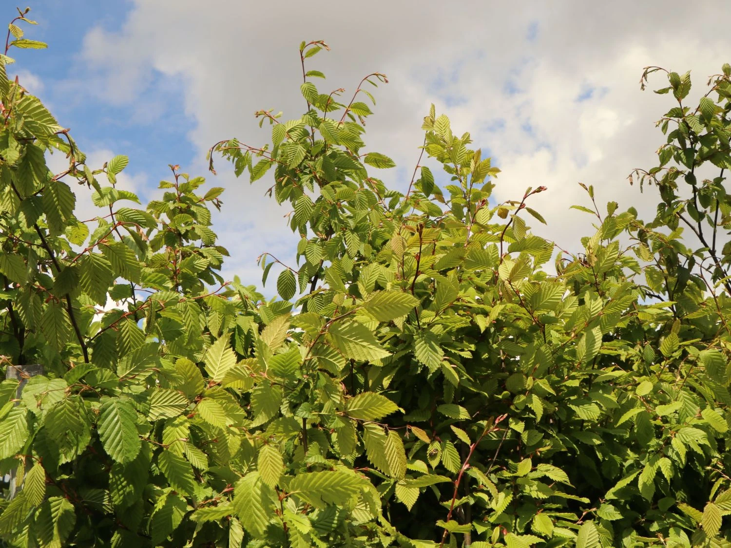 Hainbuche / Weißbuche 10 Hainbuche / Weißbuche – Bild 8