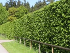 Hainbuche / Weißbuche 31 Hainbuche / Weißbuche -Günstiges Erd Seele Geschäft hainbuche weissbuche m002616 w 5