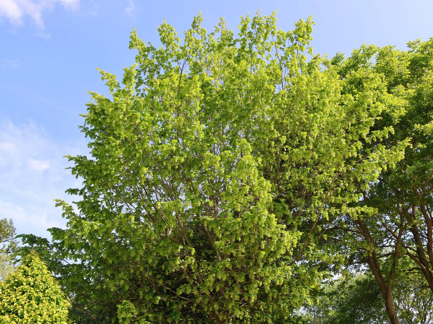 Hainbuche / Weißbuche 4 Hainbuche / Weißbuche – Bild 2