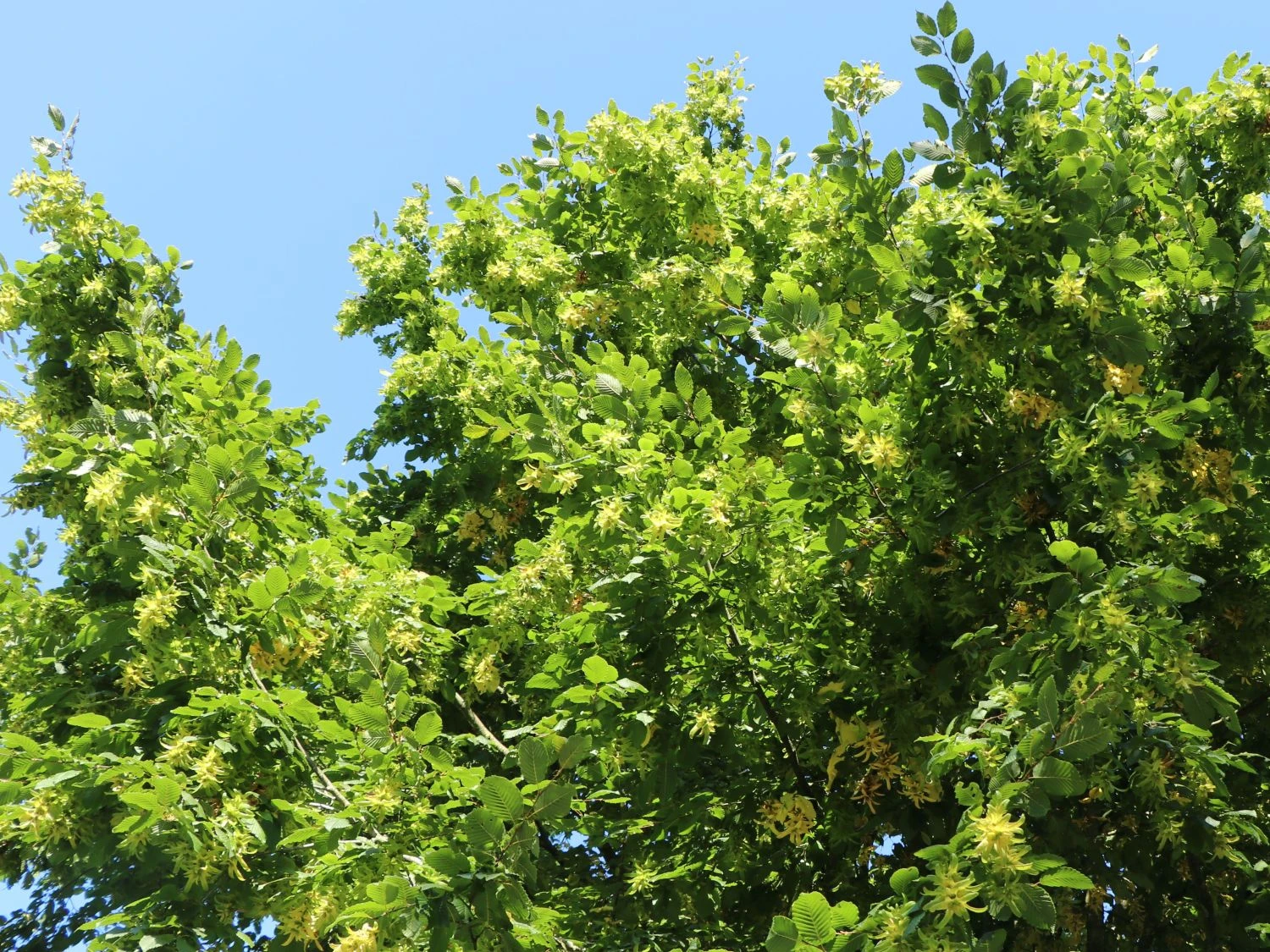 Günstiges Erd Seele Geschäft -Günstiges Erd Seele Geschäft hainbuche weissbuche m002616 w 7