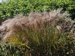 Halbhoher Chinaschilf 'Yakushima Dwarf' -Günstiges Erd Seele Geschäft halbhoher chinaschilf yakushima dwarf m059568 w 1