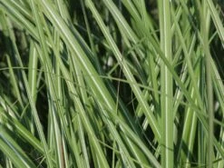 Halbhoher Chinaschilf 'Yakushima Dwarf' -Günstiges Erd Seele Geschäft halbhoher chinaschilf yakushima dwarf m059568 w 2