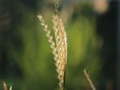 Halbhoher Chinaschilf 'Yakushima Dwarf' -Günstiges Erd Seele Geschäft halbhoher chinaschilf yakushima dwarf m059568 w 3