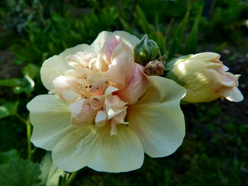 Halbstrauchige Stockrose 'Parkallee' 13 Halbstrauchige Stockrose 'Parkallee' – Bild 11