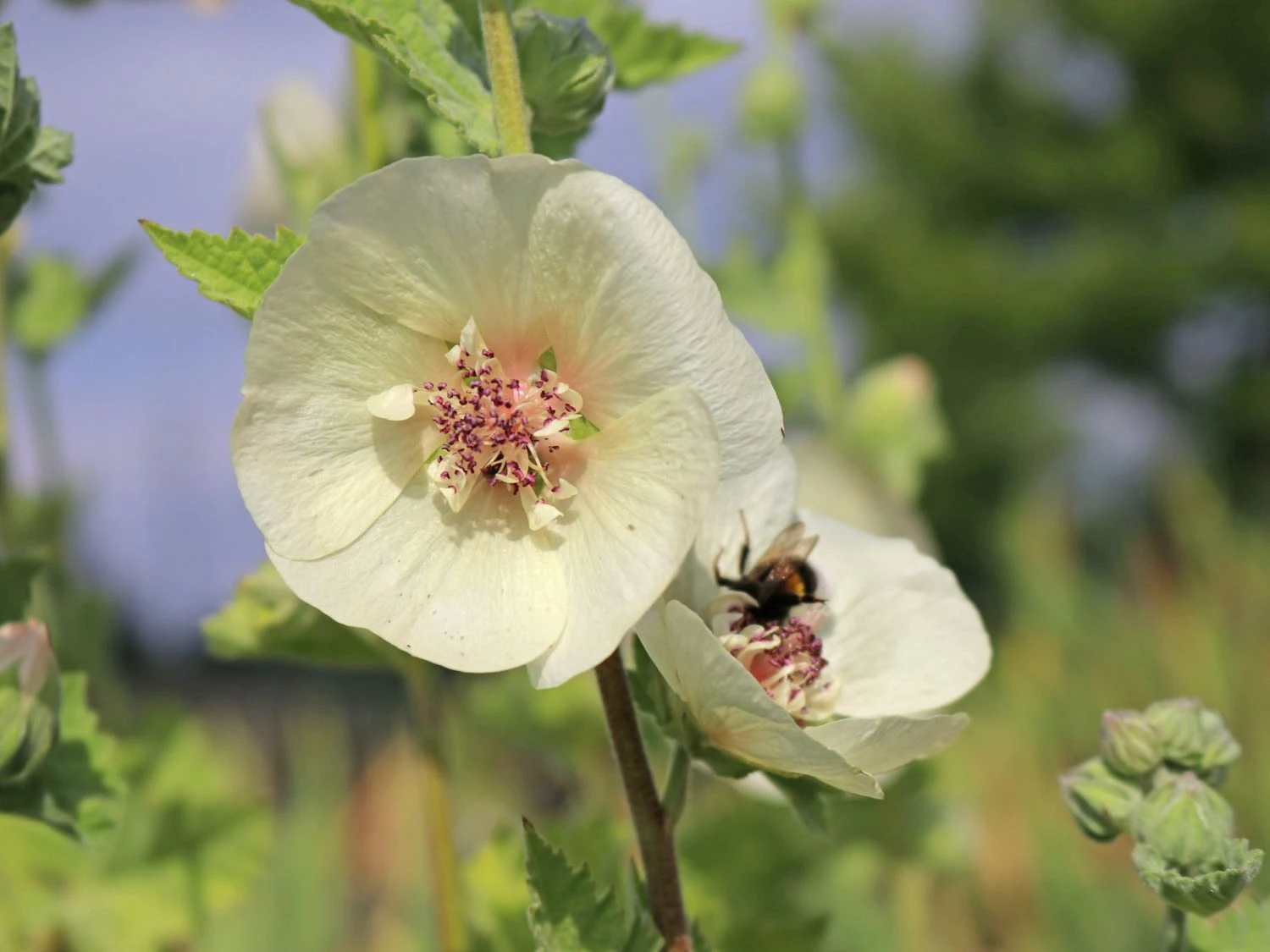 Halbstrauchige Stockrose 'Parkallee' 3 Halbstrauchige Stockrose 'Parkallee'