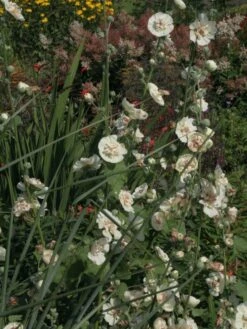 Halbstrauchige Stockrose 'Parkallee' 18 Halbstrauchige Stockrose 'Parkallee' -Günstiges Erd Seele Geschäft halbstrauchige stockrose parkallee m057608 w 0