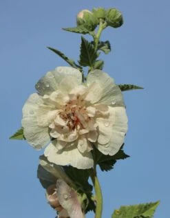 Halbstrauchige Stockrose 'Parkallee' 22 Halbstrauchige Stockrose 'Parkallee' -Günstiges Erd Seele Geschäft halbstrauchige stockrose parkallee m057608 w 1