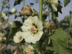 Halbstrauchige Stockrose 'Parkallee' 19 Halbstrauchige Stockrose 'Parkallee' -Günstiges Erd Seele Geschäft halbstrauchige stockrose parkallee m057608 w 2