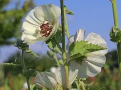 Halbstrauchige Stockrose 'Parkallee' 20 Halbstrauchige Stockrose 'Parkallee' -Günstiges Erd Seele Geschäft halbstrauchige stockrose parkallee m057608 w 3