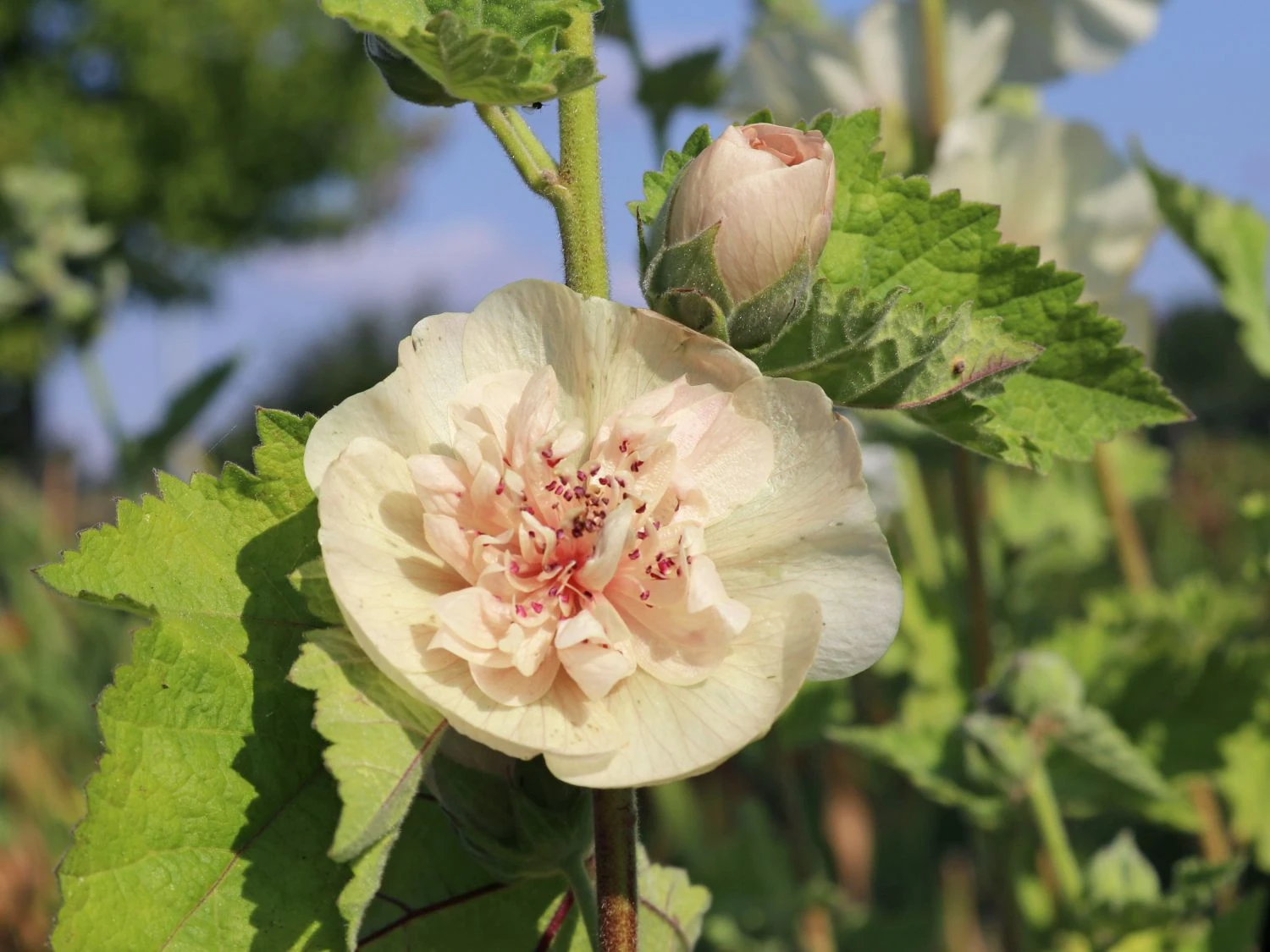 Halbstrauchige Stockrose 'Parkallee' 11 Halbstrauchige Stockrose 'Parkallee' – Bild 9