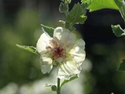 Halbstrauchige Stockrose 'Parkallee' 15 Halbstrauchige Stockrose 'Parkallee' -Günstiges Erd Seele Geschäft halbstrauchige stockrose parkallee m057608 w 5