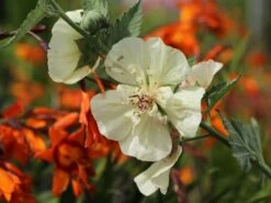 Halbstrauchige Stockrose 'Parkallee' 17 Halbstrauchige Stockrose 'Parkallee' -Günstiges Erd Seele Geschäft halbstrauchige stockrose parkallee m057608 w 6