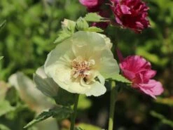 Halbstrauchige Stockrose 'Parkallee' 14 Halbstrauchige Stockrose 'Parkallee' -Günstiges Erd Seele Geschäft halbstrauchige stockrose parkallee m057608 w 7