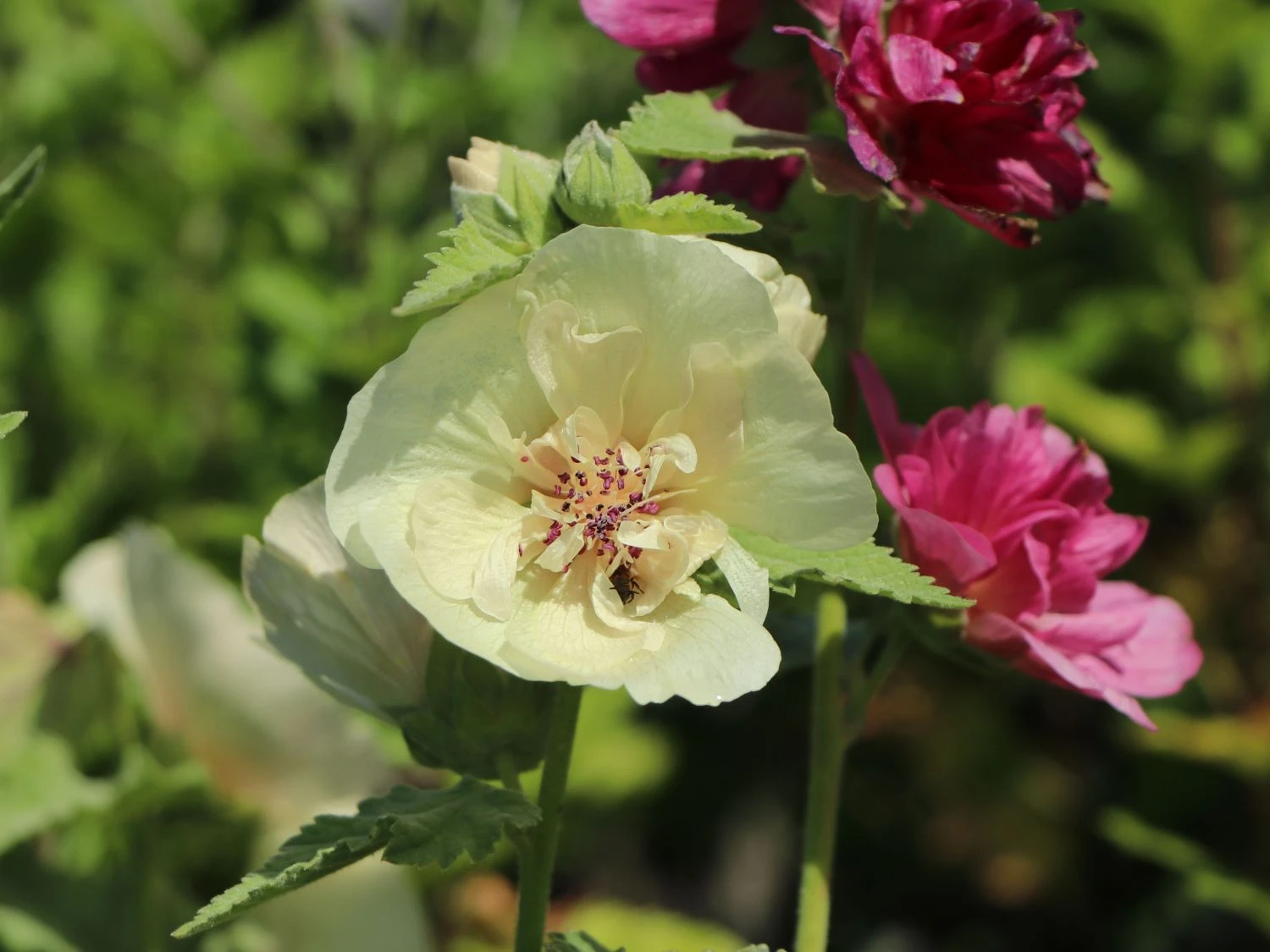 Halbstrauchige Stockrose 'Parkallee' 4 Halbstrauchige Stockrose 'Parkallee' – Bild 2