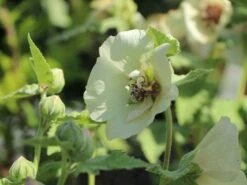 Halbstrauchige Stockrose 'Parkallee' 16 Halbstrauchige Stockrose 'Parkallee' -Günstiges Erd Seele Geschäft halbstrauchige stockrose parkallee m057608 w 8