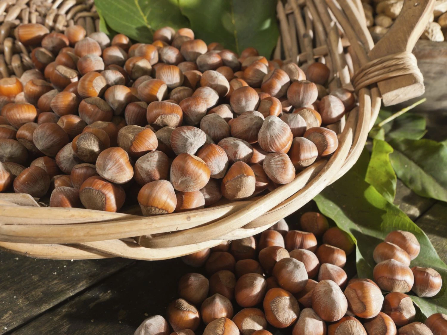 Haselnuss 'Bergers Zellernuss' 3 Haselnuss 'Bergers Zellernuss'