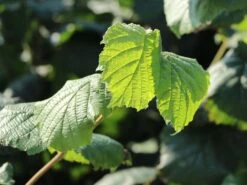 Haselnuss 'Bergers Zellernuss' 7 Haselnuss 'Bergers Zellernuss' -Günstiges Erd Seele Geschäft haselnuss bergers zellernuss m062938 w 0