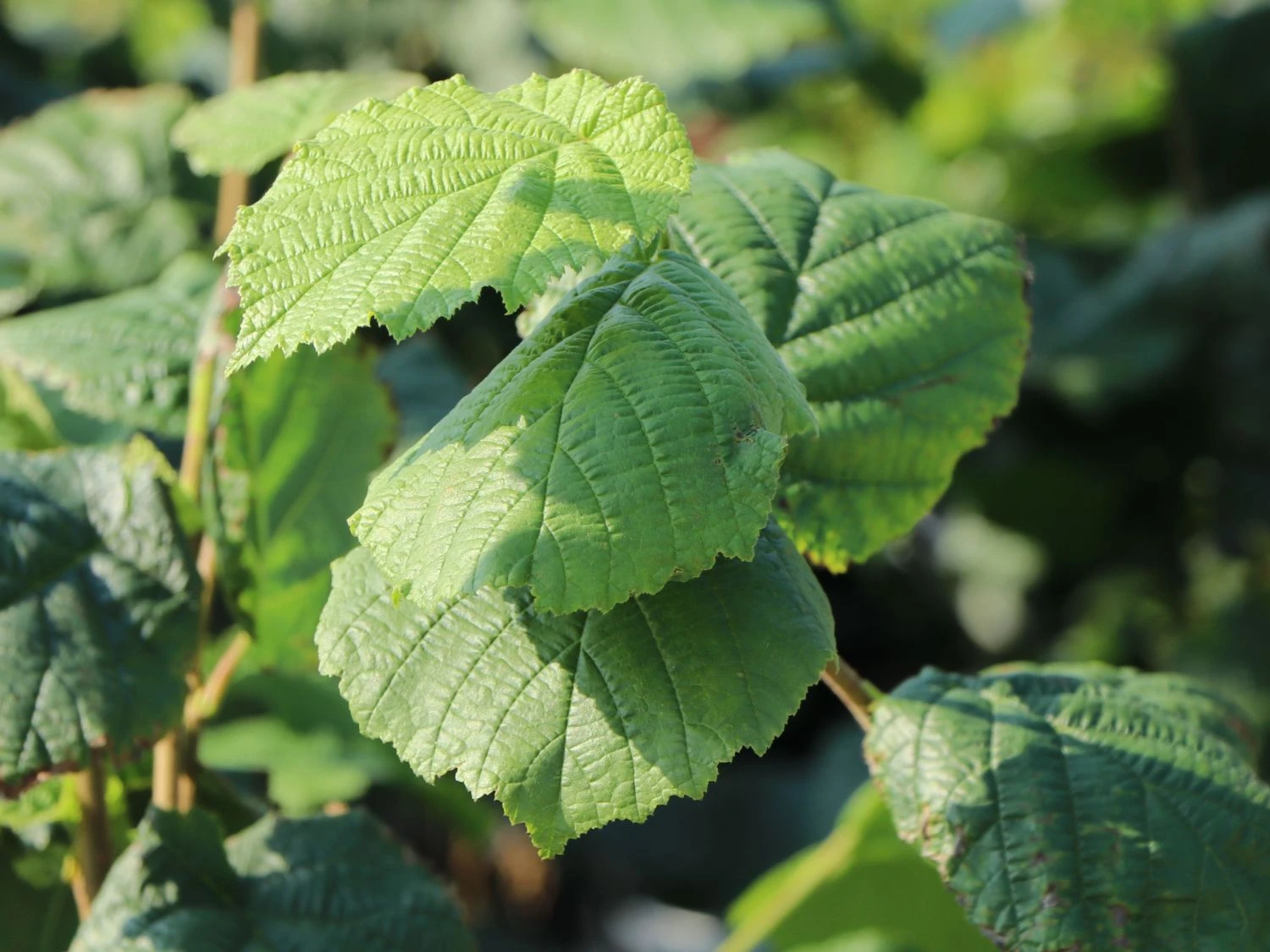 Haselnuss 'Bergers Zellernuss' 4 Haselnuss 'Bergers Zellernuss' – Bild 2